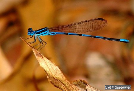 Argia concinna