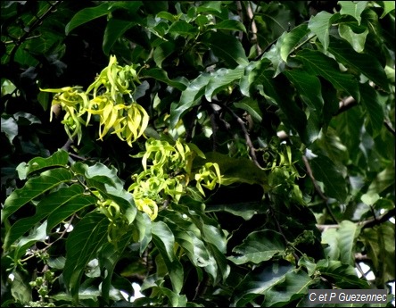 Ylang-ylang, Cananga odorata