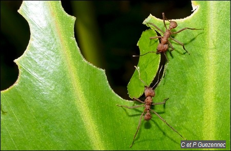 Fourmis manioc, Acromyrmex octospinosus