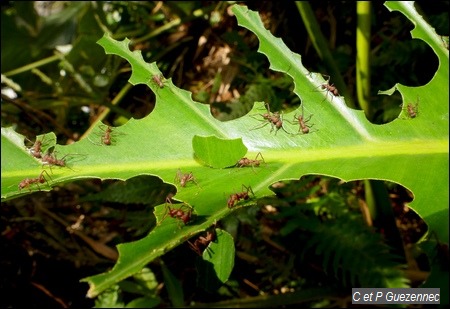 Fourmis manioc, Acromyrmex octospinosus