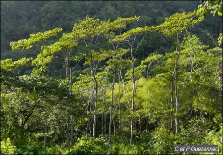 balsa, Ochroma pyramidale