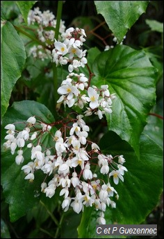 Begonia obliqua