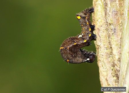 chenille du papillon Gonodonta sp