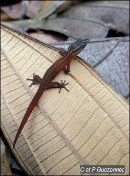 Sphérodactyle, Sphaerodactylus fantasticus orescius