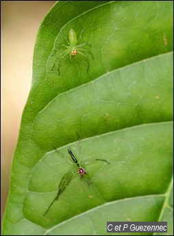 Araignées du genre Lyssomanes