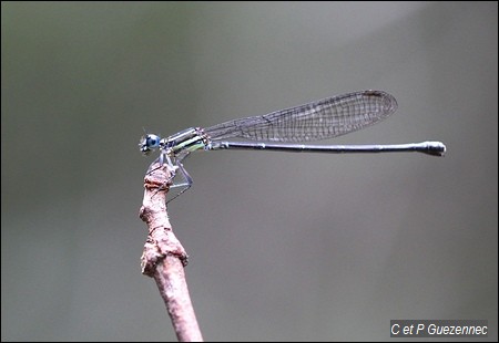 Argia concinna femelle