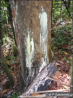 Gommier blanc, Dacryodes excelsa