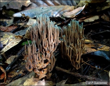 Ramaria cyanocephala