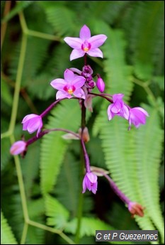 Spathoglottis plicata