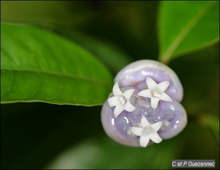 Graine bleue. Psychotria urbaniana