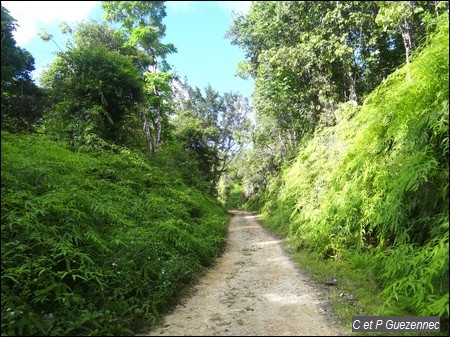 Route forestère de la Lézarde