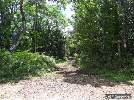 Chemin forestier