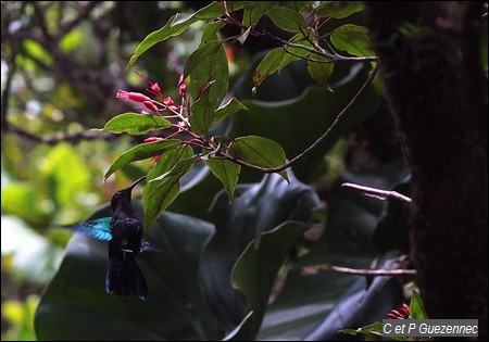 Colibri madère, Eulampis jugularis