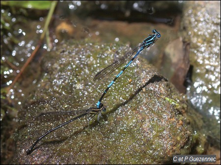 Tandem de libellules Argia concinna