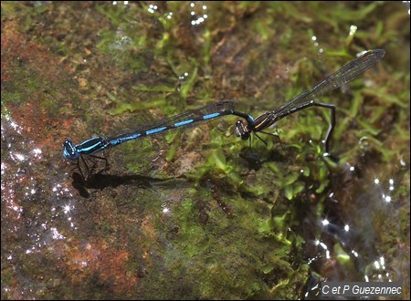 Ponte en tandem de libellules Argia concinna