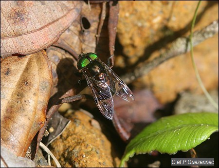 Mouche aux yeux verts