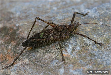 Sauterelle, Xerophyllopteryx fumosae