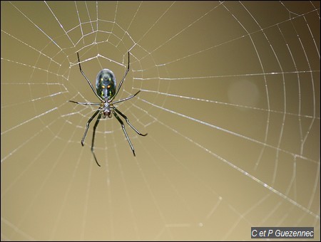 Araignée, Leucauge spp