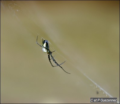 Araignée, Leucauge spp.