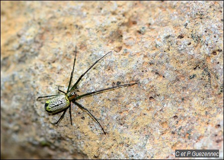 Araignée, Leucauge venusta.