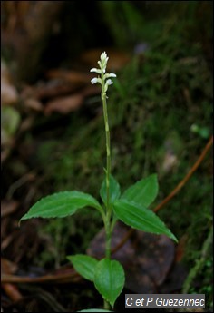 Orchidée, Erythrodes querceticola.