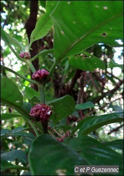 Graine Bleue Montagne, Psychotria aubletiana.