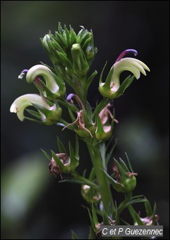 Lobelia guadeloupensis