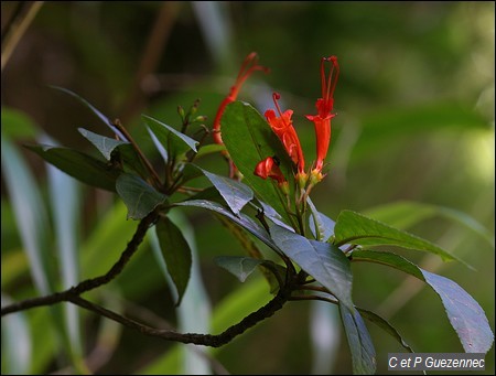 Gueule de loup montagne, Gesneria ventricosa. 