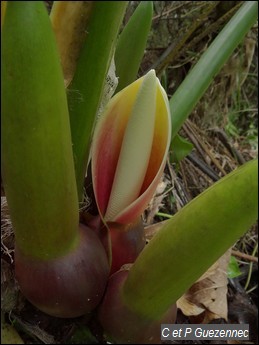 Fleur de Siguine blanche, Philodendron giganteum.