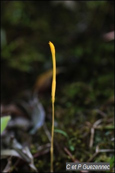 Muguet jaune, Voyria aphylla.