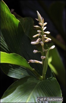 Lavande blanche, Renealmia pyramidalis.