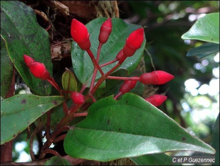 Fuschia montagne, Charianthus alpinus.