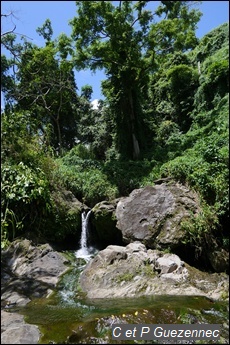 Rivière La Coulisse, petite cascade et les grands arbres