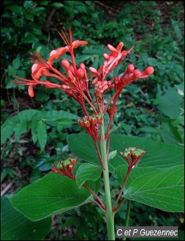 Clerodendrum buchanani