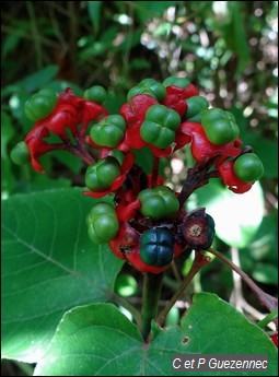 Clerodendrum buchanani