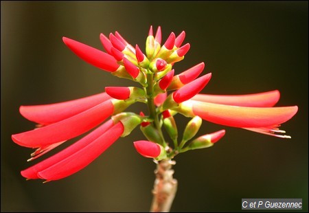 Erythrina corallodendrum