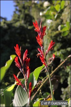 Canna indica