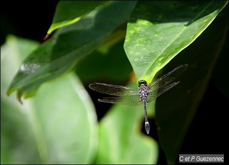 Micrathyria didyma