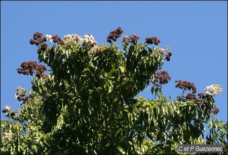 Cordia alliodora