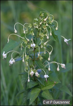 Clerodendrum indicum