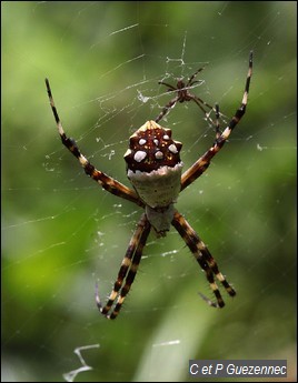 Couple, Argiope argentata