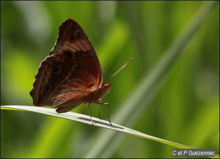 Junonia evarete zonalis