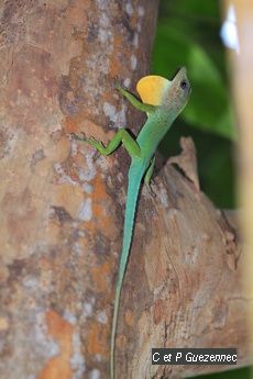 un anolis déployant son fanon