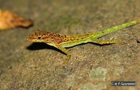 un autre anolis