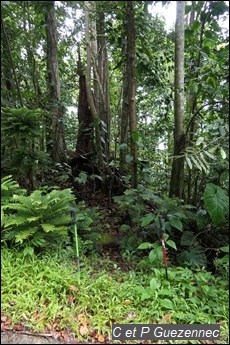 Point de départ sur route de Morne Mazeau