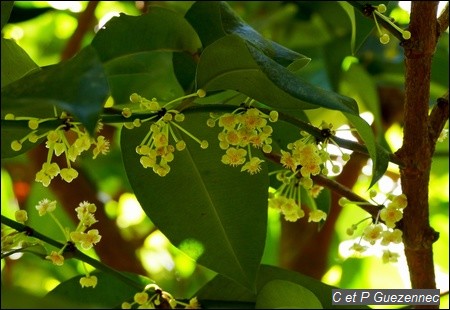 Fleurs de l'abricotier bâtard, Garcinia humilis.