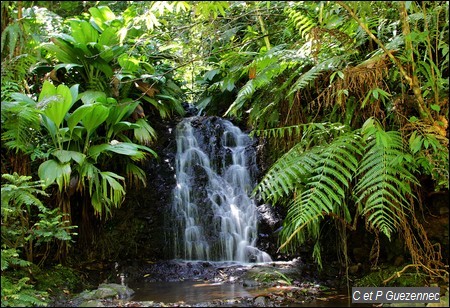 Arrivée en cascade d'une ravine affluente de La Lézarde