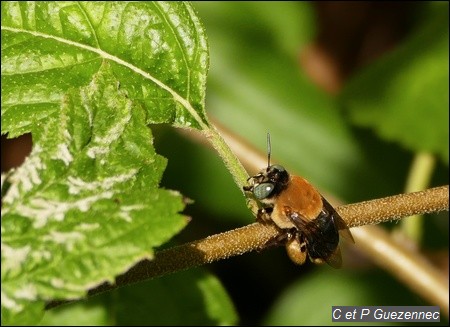 Abeille Centris versicolor