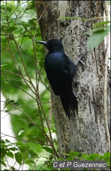 Pic de Guadeloupe (Melanerpes herminieri)