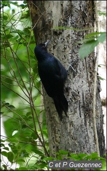 Pic de Guadeloupe (Melanerpes herminieri)